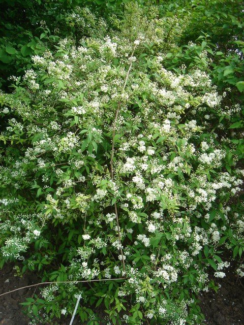 Deutzia x lemoinei 'Compacta' P2A (2)